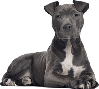 A blue American Staffordshire Terrier lying down, cut out on a white background