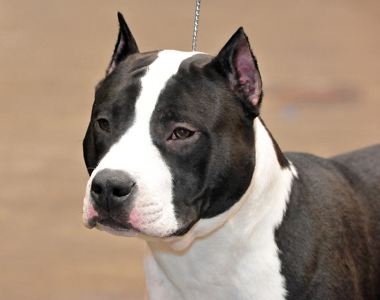 Head of a black and white American Staffordshire Terrier with cropped ears at a dog show