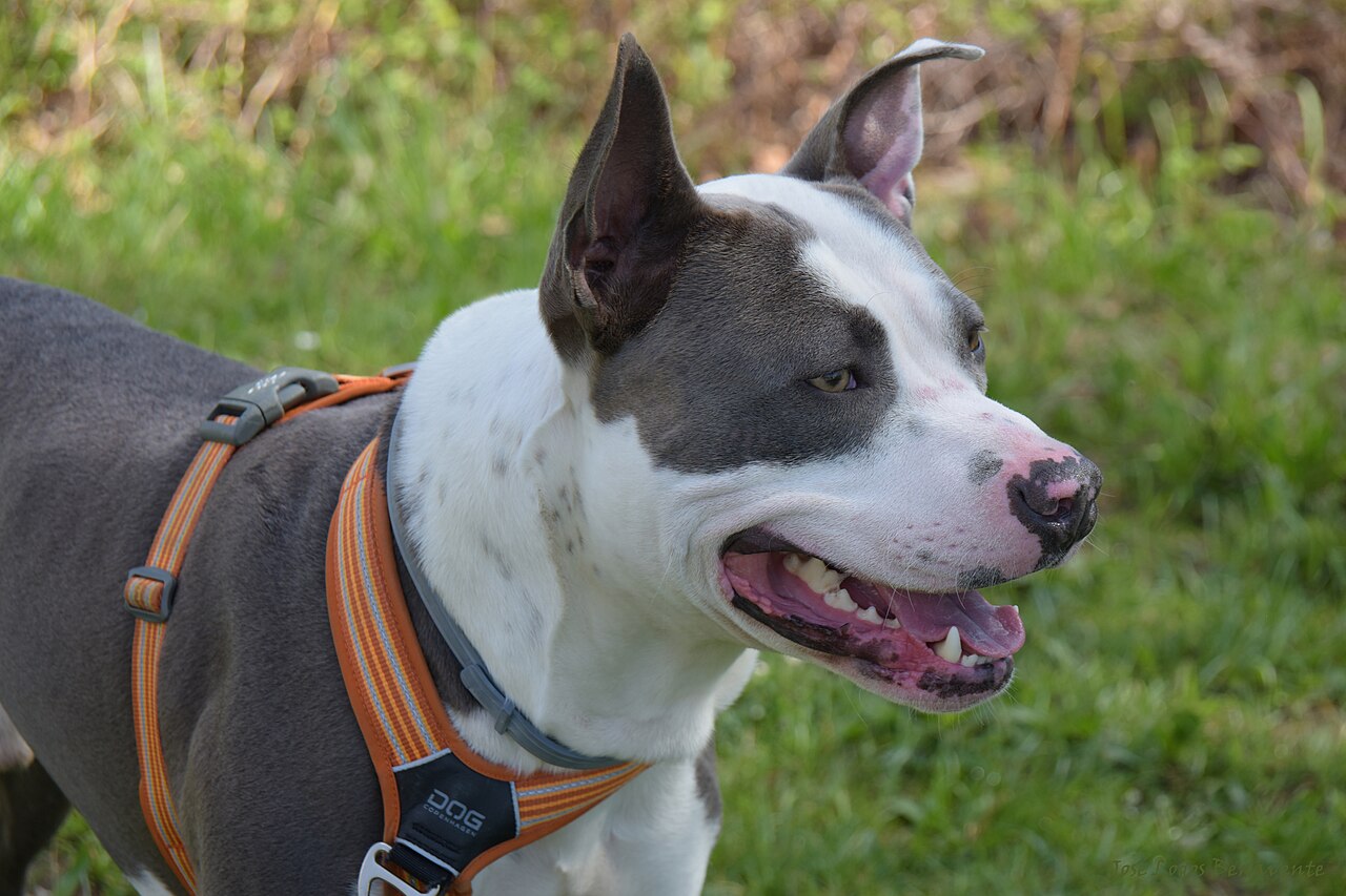 Blue and white American Staffordshire Terrier in an orange harness, mouth open, outdoors on grass