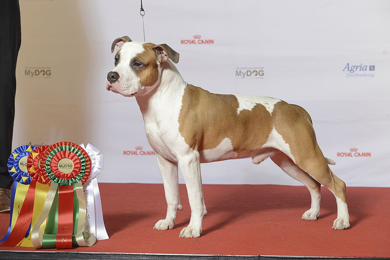 Young red and white American Staffordshire Terrier with natural ears standing at a dog show