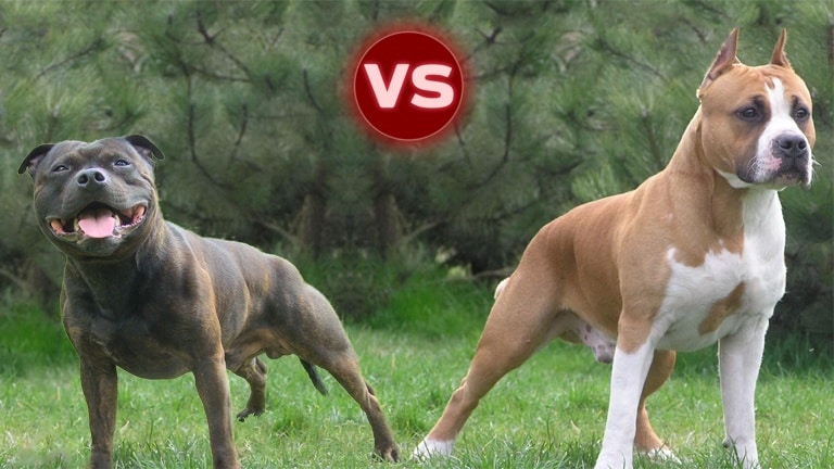 A brindle Staffordshire Bull Terrier on the left and a red and white American Staffordshire Terrier with cropped ears on the right