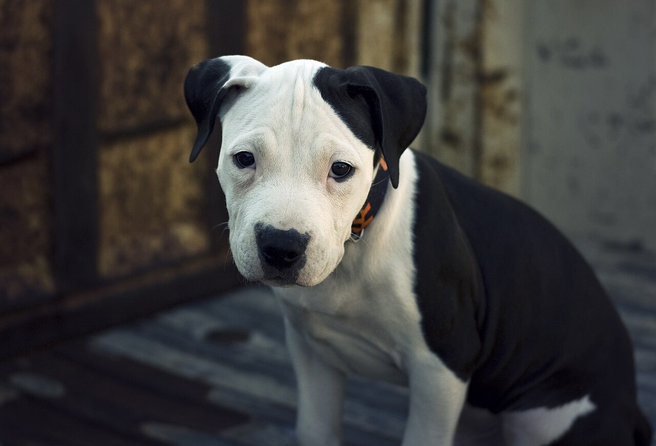 Black and white pit bull type puppy with an orange collar sitting on a wooden floor