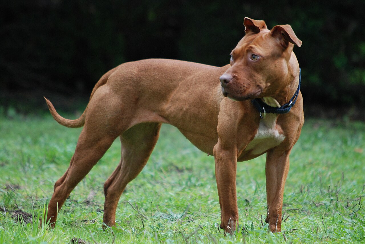 A lean red-coated American Pit Bull Terrier standing on grass and looking to the side