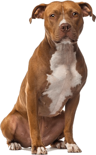 A red American Staffordshire Terrier sitting, cut out on a white background