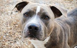 American Staffordshire terrier a robust dog but…