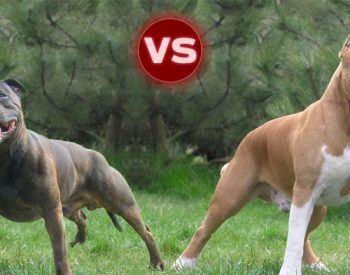 Difference between the AmStaff and the Staffordshire bull terrier