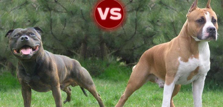 Difference between the AmStaff and the Staffordshire bull terrier